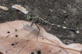 Orthetrum serapia male (9 of 9)